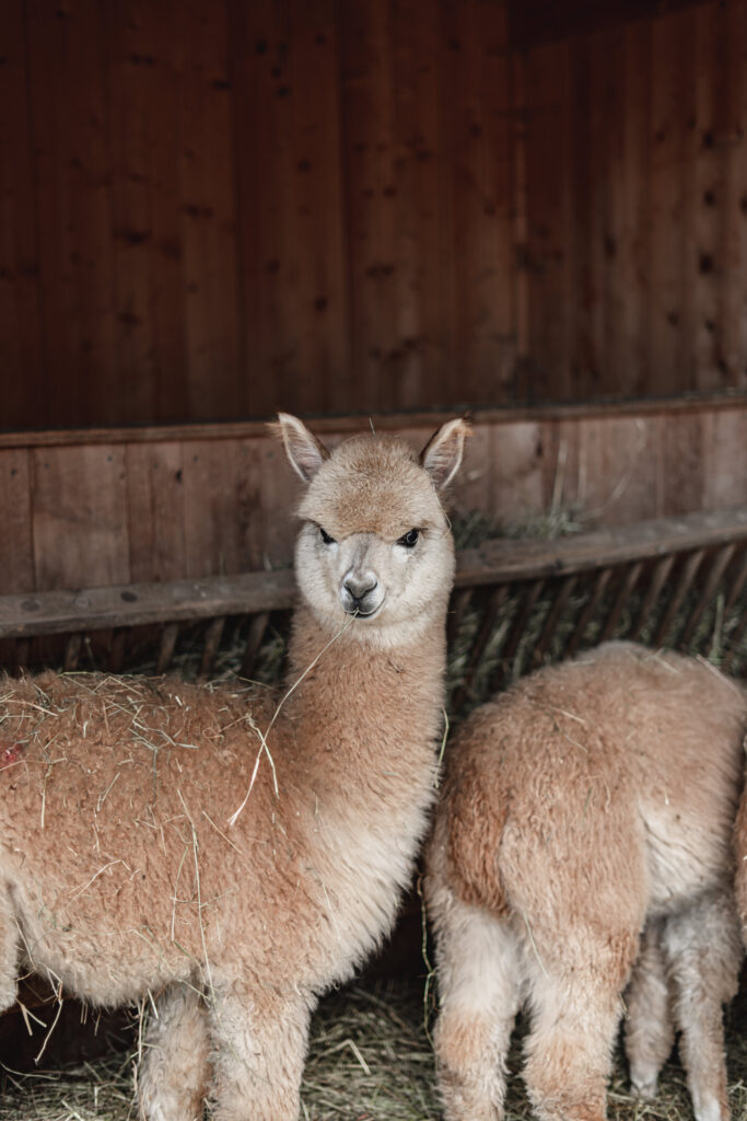 alpaca bressanone